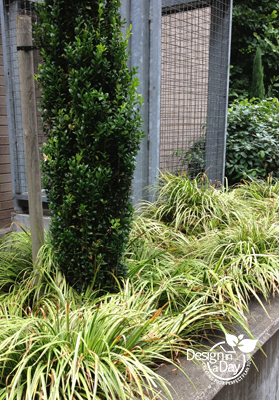 Modern low maintenance Landscape Design Portland Carex m. 'Ice Dance' ornamental grass contrasts with Ilex crenata 'Sky Pencil' 