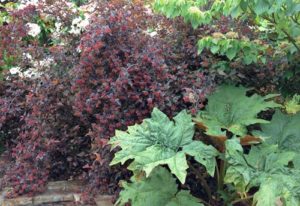 Rhubarb makes a dramatic and tastey addition to designer pal Adriana Berry's garden.