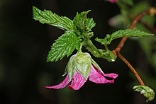 220px-Rubus_spectabilis_1855