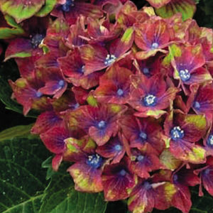 Hydrangea Pistachio