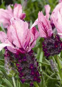 This unusual variety is compact and flowers earlier than most Spanish Lavender.