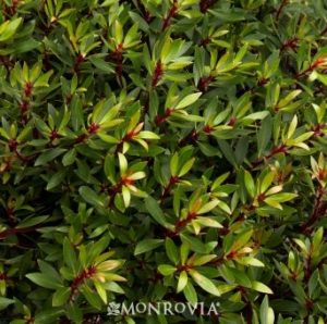 Cedar Hills residential landscape design Drimys Lanceolata is the perfect evergreen shrub