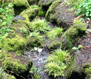 Southwest Hills Portland Rain Garden