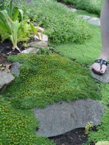 Azorella t. 'Nana' Cushion Bolax steppable ground cover in Rose City Park landscape design.