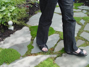 Portland landscape designer walking on stepable plants