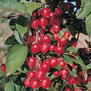 Crabapples are a great pollinator and great for eating.