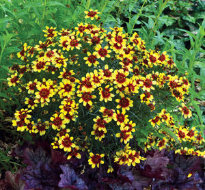 Drought tolerant Coreopsis verticillate landscaping.