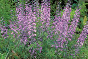 Baptista 'Purple Smoke' great plant for Portland Landscape Designs