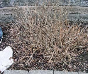 Dead twiggy plant due to irrigation leak