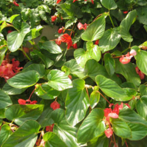 Part Sun or Shade, Dragon Wings Begonia from Proven Winners