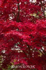 monrovia bloodgood japanese maple in low maintenance Portland landscape design.