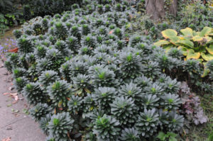 Euphorbiaamygdaloidesvarrobbiaegrdcvr