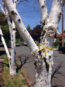  NE Portland birch tree marked for removal by the City of Portland due to bronze birch borer.