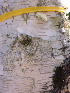 City of Portland has tagged this borer damaged birch tree for removal
