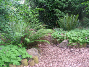 Hardy geranium and sword fern are two of my favorite dog friendly landscape plants for Portland Oregon.