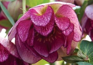 Winter Color provided by Hellebore 'Peppermint Ice'