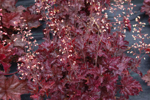 Portland residential landscape designer's favorite coral bell plant, Heuchera 'Blackberry Crisp'