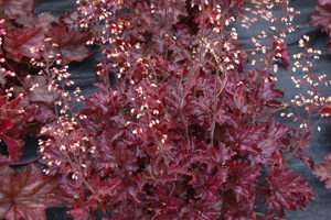 'Blackberry Crisp' Heuchera for your Portland modern landscape.