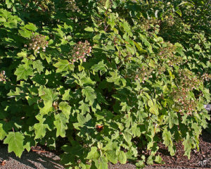 Hydrangea quercifolia 'Sikes Dwarf' at The Morton Arboretum