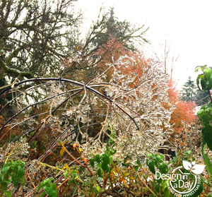 Ice on Joe Pye Weed in Portland landscape.