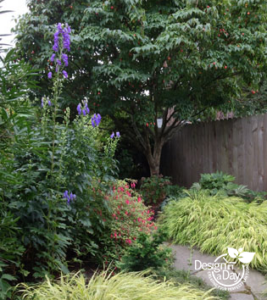 Portland Landscape Designer uses Purple Monkshood in Eastmoreland Garden