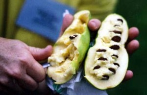 Pawpaw (Asimina Triloba) Think of an avocado that tastes like banana, is high in protein (great for vegetarians) and is easy to grow.