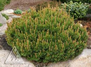 Pinus Mugo 'Slowmound' is another favorite trusted dwarf pine for low maintenance landscape.