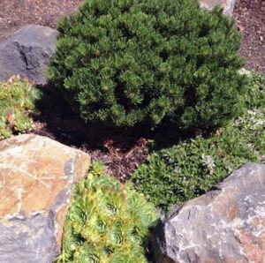 Pinus Mugo 'Sherwoods Compact' a client favorite low maintenance landscape plant.