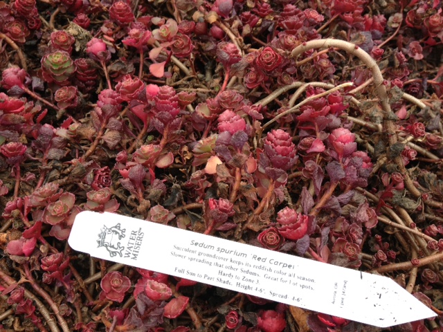Red foliaged Sedum spurium 'Red Carpet' low maintenance landscape groundcover in winter.