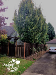 Affordable Landscaping Portland residential trees.