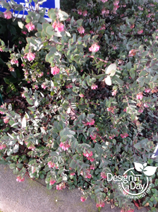 Manzanita typically is a drought tolerant plant for Portland residential landscapes