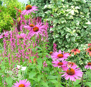 Echinacea P 'Ruby Giant' at Terra Nova test gardens added to Roseway neighborhood design.