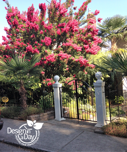 A crape myrtle in the late Portland summer. Photo by Carol Lindsay