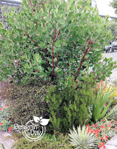 Arctostaphylos in container at Xera Plants S.E. Portland