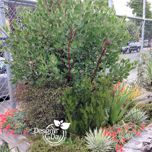 Arctostaphylos drought tolerant landscape design planting in SE Portland