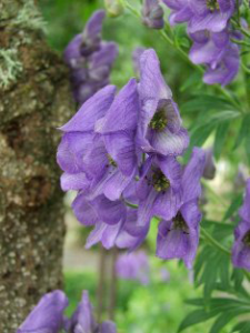 Portland Landscape Designer loves purple flowers of Monkshood