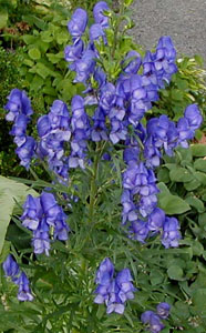 Aconitim x napellus 'Newry Blue' - Monkshood 'Newry Blue'