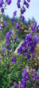 Aconitum 'Tall Blue' Portland Landscape Designer plant