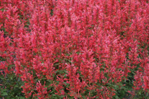 agastache-kudos-coral