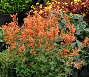 agastache-kudos-mandarin Terra Nova photo