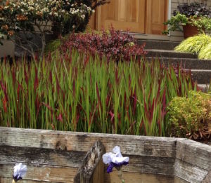 Aggressive Japanese Bloodgrass in Portlands' Raleigh Hills residential landscape design