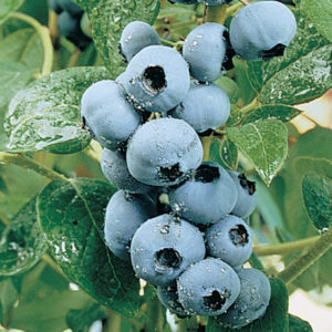 Perfect Plumpness in Blueberry cluster Portland Garden Designer