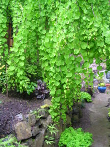 Weeping Katsura is my go to birch replacement now since borers have killed so many birches.