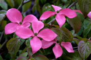 Cornus-Kousa 'Satomi' Intense pink flowers. Photo by Randall C. Smith, courtesy of Great Plant Picks