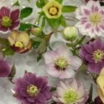 Check out this bowlful of hellebore beauties