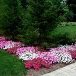 Summer Color in the shade with annual impatiens