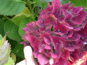 Hydrangea serrata 'Preziosa'