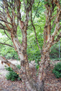 River Birch (Betulus Nigra) is a safe replacement tree - Bronze birch borer does not feed on this birch tree.