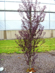 Katsura 'Red Fox' is a smaller tree that is getting used in irrigated parking strips.