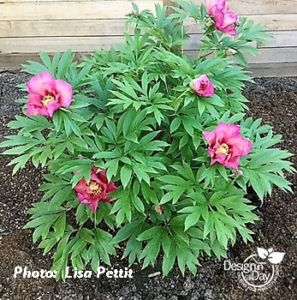 North Portland Itoh Peony in Garden Design